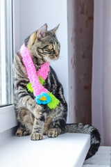 Striped gray cat in a colored scarf