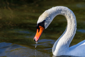 Swan in the water on a sunny day