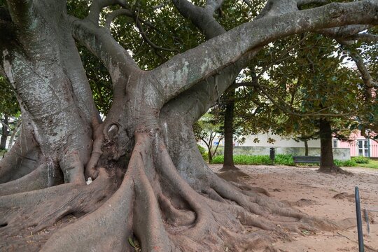 Closeup of the centenary rubber tree Ficus macrophylla in Marechal Carmona Park in Cascais.
