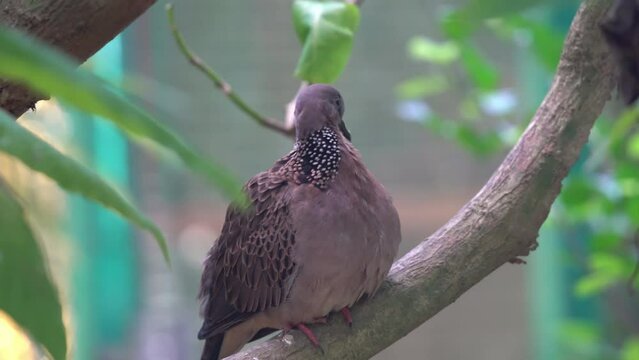 Wild spotted dove, streptopelia chinensis, perching on tree branch, fluff up its brown feathers, preening and cleaning with its beak in a relax nature environment at wildlife park.