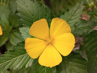 yellow flower on green background