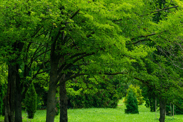 Obraz premium Pink Magnolia kobus fruit on a tree close-up Magnoliaceae deciduous. leaf