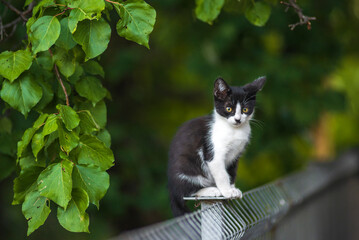 Scottish fold cat  standing in the garden with green grass. White black kitten blurred of green background in the morning. metal fence rest Domestic park apricot  tree leaf garden