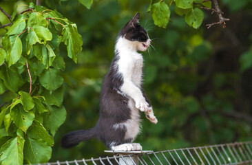 Scottish fold cat  standing in the garden with green grass. White black kitten blurred of green background in the morning. metal fence rest Domestic park apricot  tree leaf garden