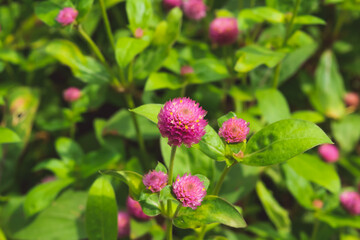 Gomphrena