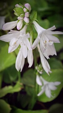 Hosta plantaginea, the fragrant plantain lily or August lily, is a species of flowering plant in the family Asparagaceae, native to southeast and south-central China.