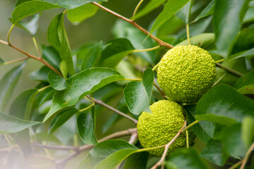 Maclura pomifera fruit or Adam apple growing on tree. Mulberry family (Moraceae) used in...