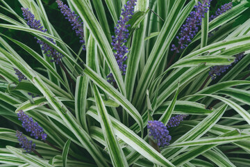 Liriope muscari