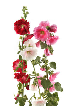 Hollyhock flowers isolated on white background. Pink, red and white garden flower Alcea rosea.