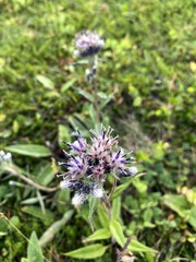  Цветок соссюреи многолетняя трава семейства астровых