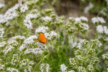 red  butterfly on white flowers at Terminillo slopes, near Rieti, Italy
