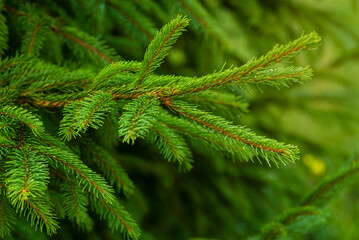  Siberian fir Pine branch  raindrops close up concept christmas new year holiday background summer winter textured  Green  greeting card  backdrop sun ray Young prickly Pine christmas spruce