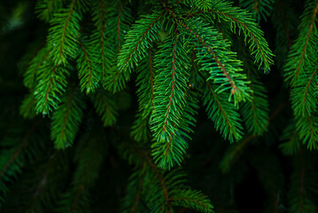  Siberian fir Pine branch  raindrops close up concept christmas new year holiday background summer winter textured  Green  greeting card  backdrop sun ray Young prickly Pine christmas spruce