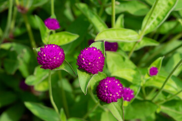 Gomphrena
