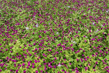 field of Gomphrena