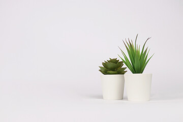 nature potted succulent plant in white flowerpot in front of white background banner with green cactus and cacti is called echeveria and century plant in desert