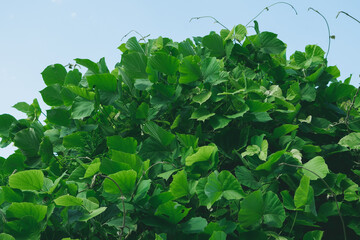 thickets of kudzu