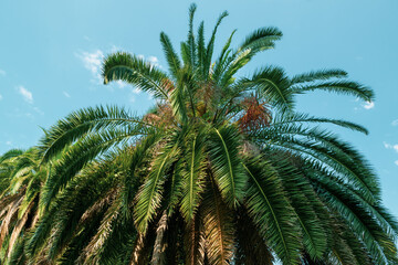 Obraz na płótnie Canvas palm tree on sky
