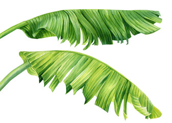 Palm leaves. Tropical plant on isolated white background, Jungle botanical watercolor illustrations, floral elements. 