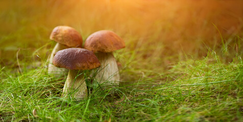 grzyb prawdziwek, borowik szlachetny, grzyby w lesie. 
Whild Mushrooms - obrazy, fototapety, plakaty