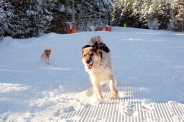 Big and small dogs playing, winter forest