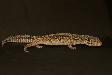 Fototapeta na wymiar A leopard geckois posing in a distinctive style. This reptile has the scientific name Eublepharis macularius.