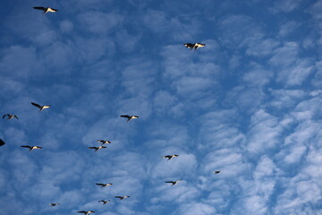 pelicans in the sky flying with clouds
