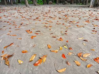 autumn leaves on the ground