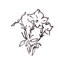 blooming petunia, graphic black and white drawing
