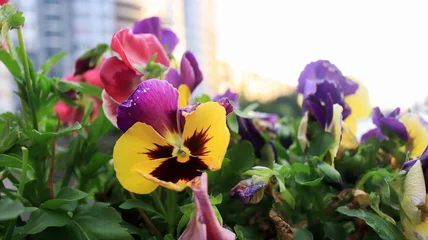 Fotobehang Blooming pansies closeup © Tarzhanova
