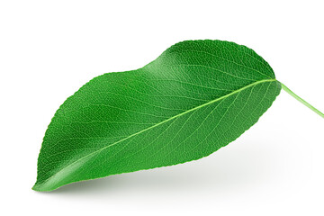 Green pear leaf isolated on white background