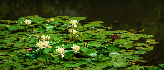 Beautiful pink lotus or water lily flowers blooming on pond summer lake  green leaves blooming...