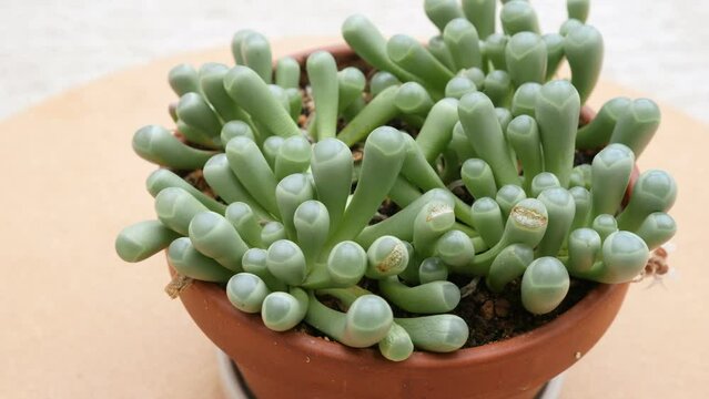 Fenestraria Aurantiaca, or baby's toes Succulent.