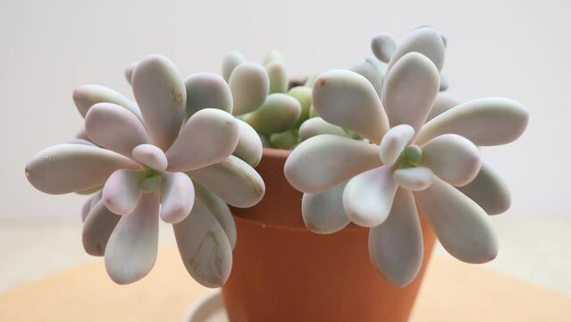 Pachyphytum Oviferum Rubra Succulent. Rotating shot with a white background.