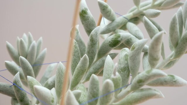 Senecio Haworthii Succulent or cocoon plant. Close up rotating shot.