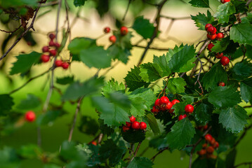 hawthorn branch sorbus torminalis bush with red berries clusters close up elsbeeren aucuparia domestica Branches rowan tbeautiful ree  Mehlbeere Crataegus monogyna.