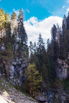 gorge of cetatile ponorului, romania. coniferous trees on the rock above the cave. discover apuseni mountains of bihor country