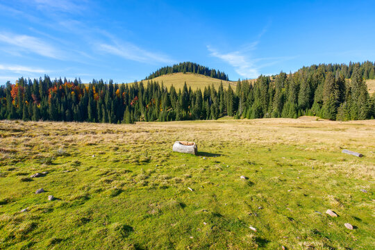 idyllic landscape in the carpathians. green meadows in front of a coniferous grove. forested summit in the distance beneath a blue sky with cirrus clouds