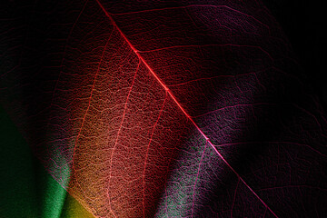 biophilic nature-inspired textured background. dry magnolia leaf. abstract colorful close-up