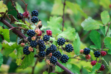 Wild Blackberries growing ripening  twig Natural food - fresh garden. Bunch of ripe blackberry fruit - Rubus fruticosus branch with green leaves  farm. Close-up, blurred background. field hand man.