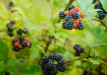 Wild Blackberries growing ripening  twig Natural food - fresh garden. Bunch of ripe blackberry fruit - Rubus fruticosus branch with green leaves  farm. Close-up, blurred background. field hand man.