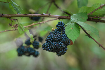 Wild Blackberries growing ripening  twig Natural food - fresh garden. Bunch of ripe blackberry...