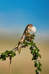 Fan throated lizard