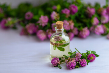 pink Clover oil Flower Blossom white background tincture infusion traditional medicine aromatherapy Small bottle Trifolium pratense text space cosmetics concept.