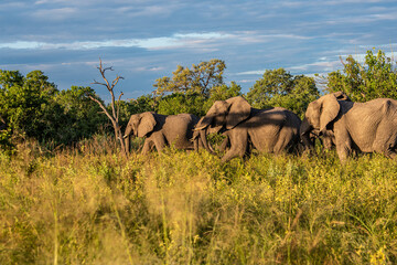 Bull elephant, loxodonta africana, in the grasslands of Amboseli National Park, Kenya. Front view