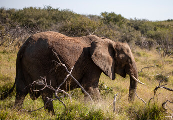 Adult African elephant enjoying the wildlife of the African savannah, this animal is the largest land mammal with a long trunk and strong ivory tusks and a safari attraction.