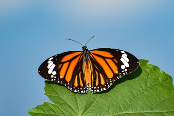Fototapeta na wymiar Stripped tiger butterfly