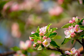 Spring blooming sakura trees. Pink flowers Sakura Spring landscape with blooming pink tree. Beautiful sakura garden on a sunny day.Beautiful concept of romance and love with delicate flowers.