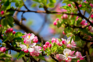 Spring blooming sakura trees. Pink flowers Sakura Spring landscape with blooming pink tree. Beautiful sakura garden on a sunny day.Beautiful concept of romance and love with delicate flowers.