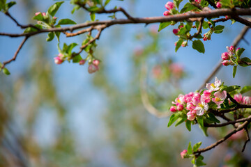 Spring blooming sakura trees. Pink flowers Sakura Spring landscape with blooming pink tree. Beautiful sakura garden on a sunny day.Beautiful concept of romance and love with delicate flowers.